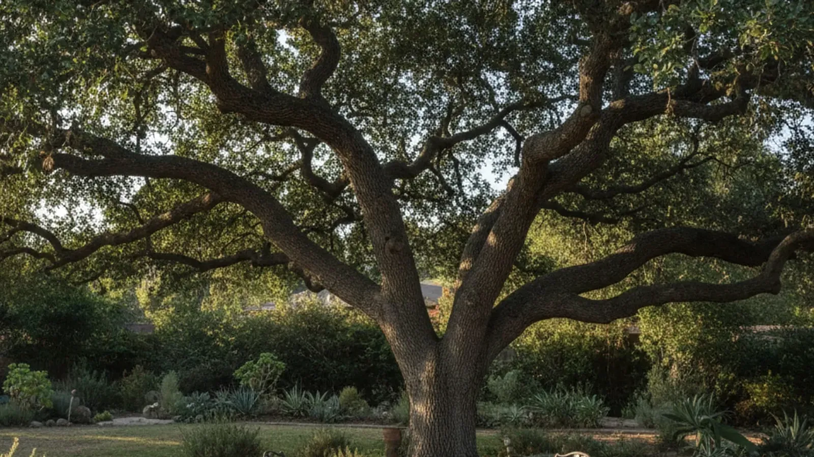A mature coast live oak with a full canopy standing in a dry residential yard.
